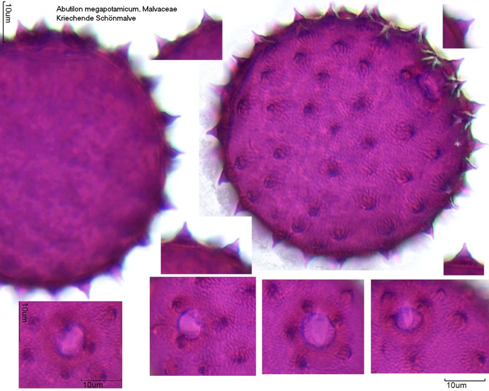 Pollen von Abutilon megapotamicum