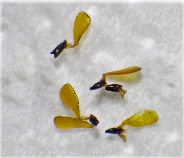 Pollinien von Asclepias syriaca