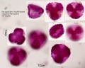 Ilex aquifolium (2).jpg
