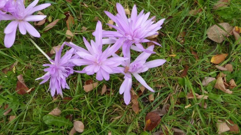 Datei:VColchicum autumnale var plenifolium.JPG