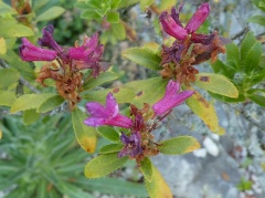 VRhododendron hirsutum.JPG