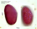 Hemerocallis multiflora 1 (3).jpg