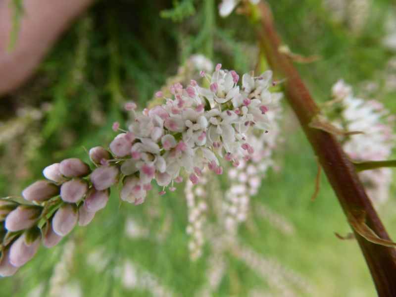 Datei:VTamarix gallica.JPG