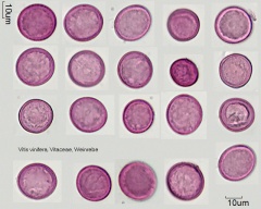 Kategorie:Vitaceae – Pollen-Wiki