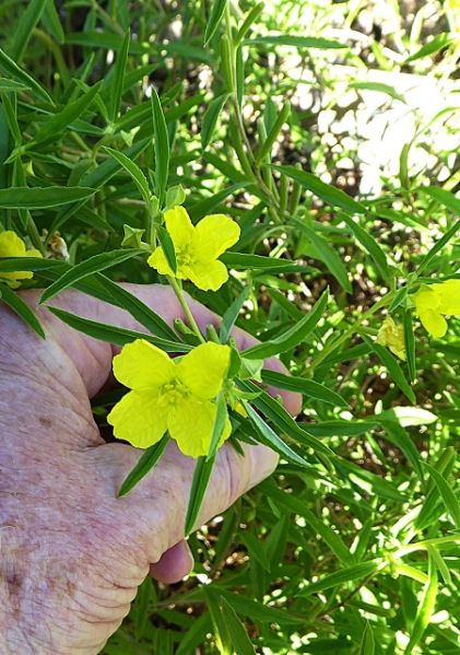 Datei:VOenothera serrulata.JPG