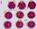 Heliopsis helianthoides.jpg