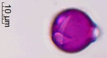 Physalis ixocarpa (1).jpg