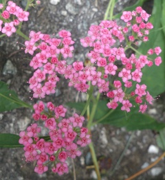 VSpiraea japonica.JPG