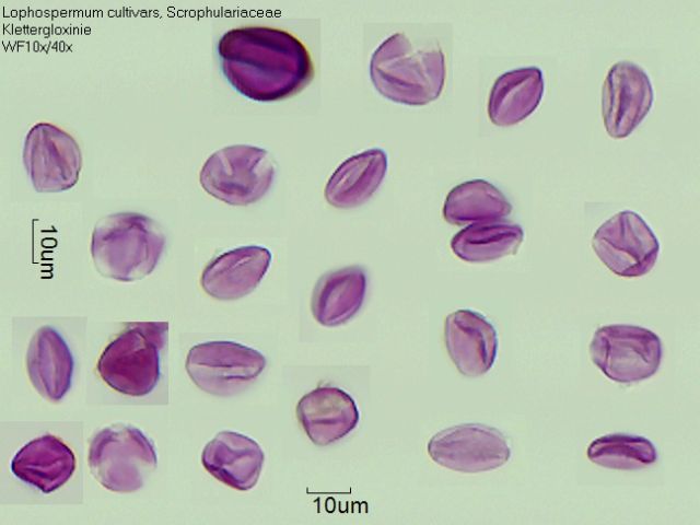 Eingetrockneter Pollen von Lophospermum erubescens