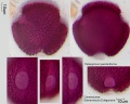 Pelargonium panduriforme.jpg