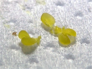 Pollinarium von Pholidota ventricosa, Länge 3 mm