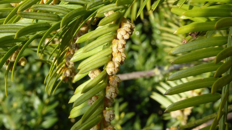 Datei:Taxus baccat-Eibe.JPG