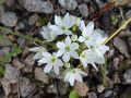 Triteleia hyacintina