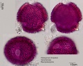 Pelargonium hispidum.jpg