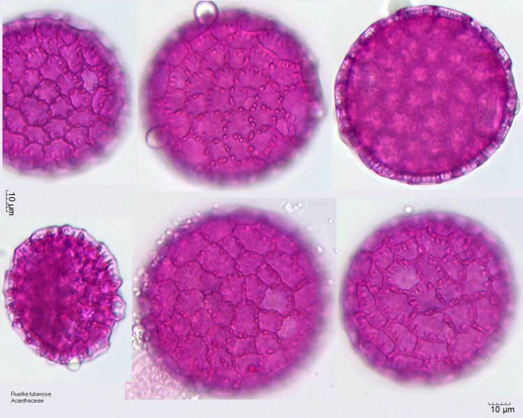 Datei:Ruellia tuberosa (4).jpg