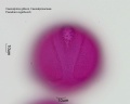 Caesalpinia gilliesii (4).jpg