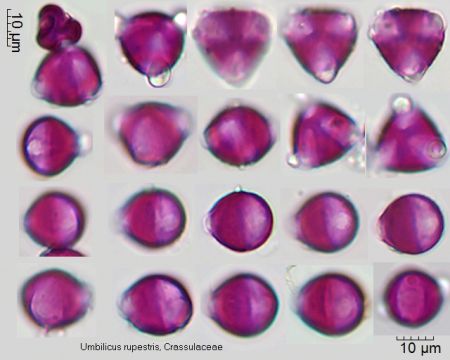Pollen von Umbilicus rupestris