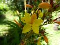 Wachendorfia thyrsiflora