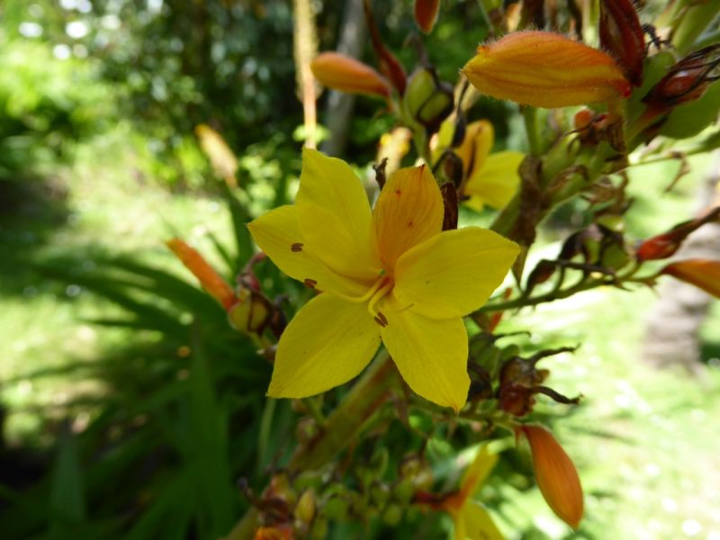 Datei:VWachendorfia thyrsiflora.JPG