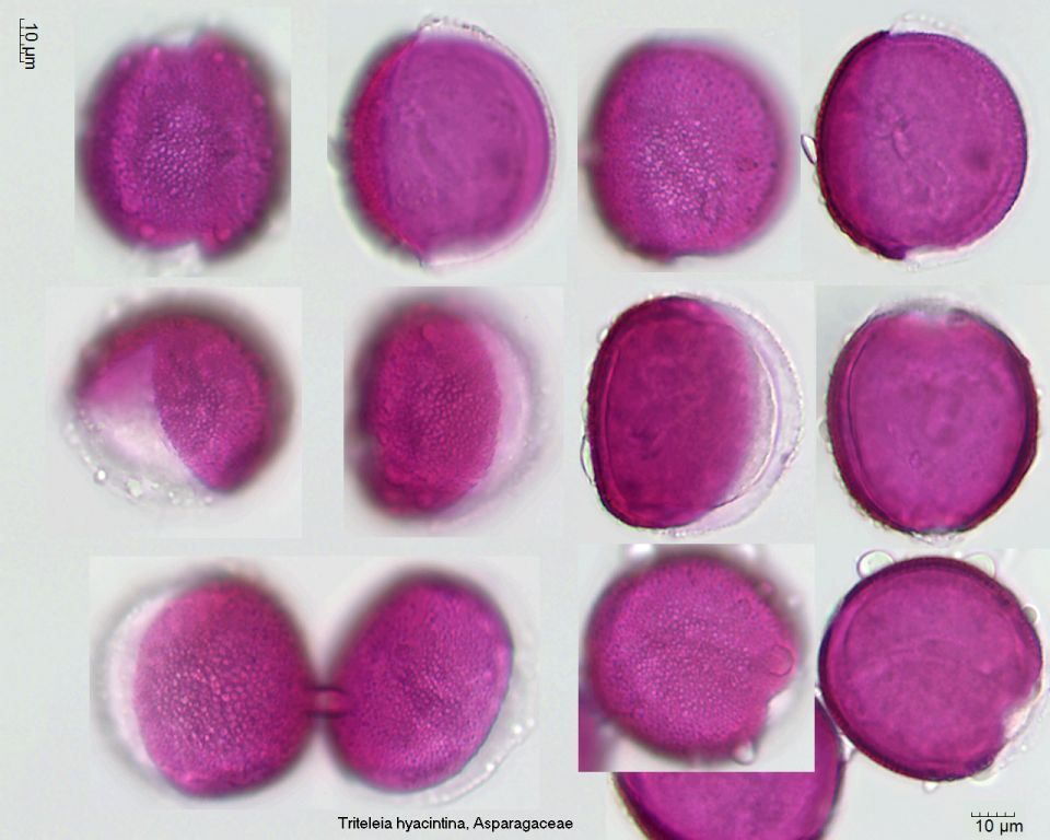Pollen von Triteleia hyacintina