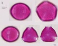 Viola cornuta (3).jpg