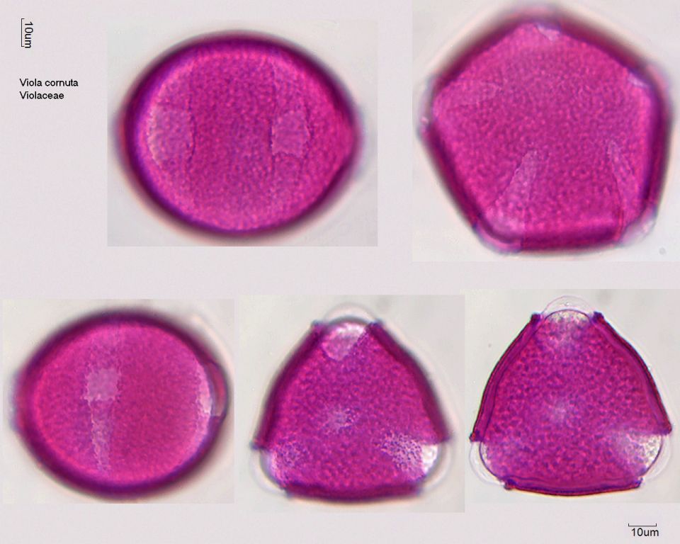 Pollen von Viola cornuta