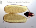 Hoya australis Pollinarium.jpg