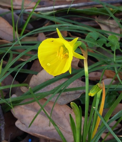 Datei:VNarcissus bulbocodium.JPG