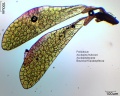 Asclepias fruticosa.jpg