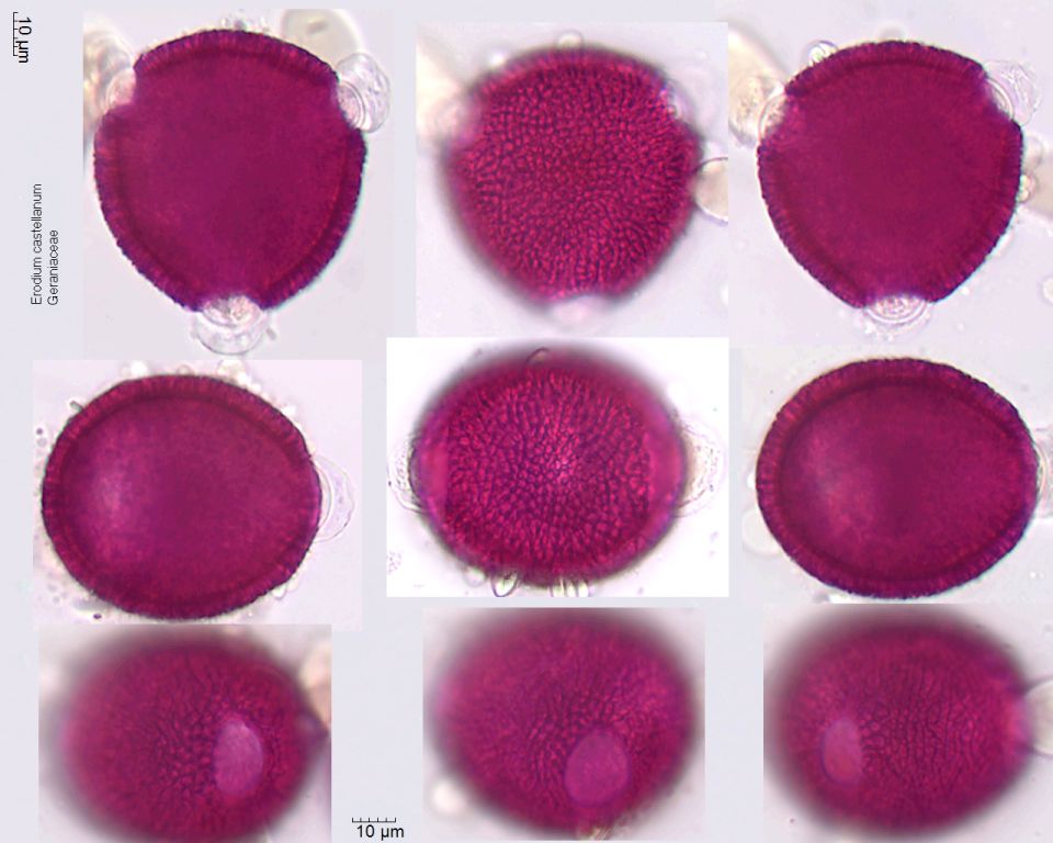 Pollen von Erodium castellanum