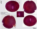 Erodium manescavii (1).jpg