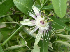 VPassiflora gibertii.JPG