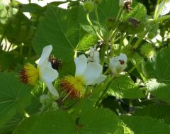 VSparrmannia africana.JPG