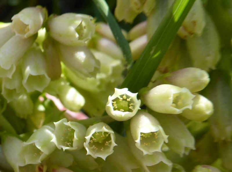 Datei:VUmbilicus rupestris.JPG