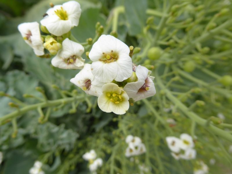 Datei:VCrambe maritima.JPG