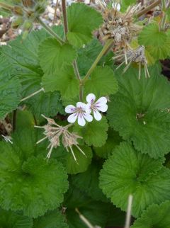 VPelargonium drummondii.JPG