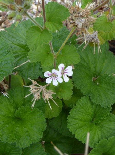 Datei:VPelargonium drummondii.JPG