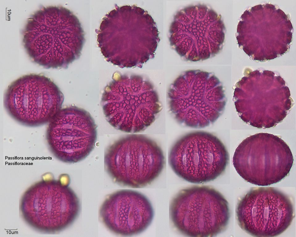 Pollen von Passiflora sanguinolenta