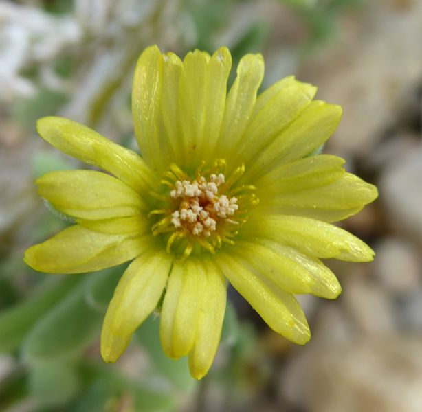 Datei:VDelosperma crassum.JPG