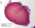 Dendrochilum cobbianum (1).jpg