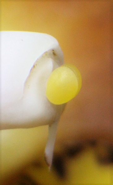 Datei:Neomoorea wallisii Pollinarium ca.2 mm.JPG