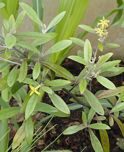 Datei:VCorokia buddleioides.JPG