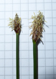 VEleocharis palustris.JPG