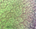 Dendrobium densiflorum (1).jpg