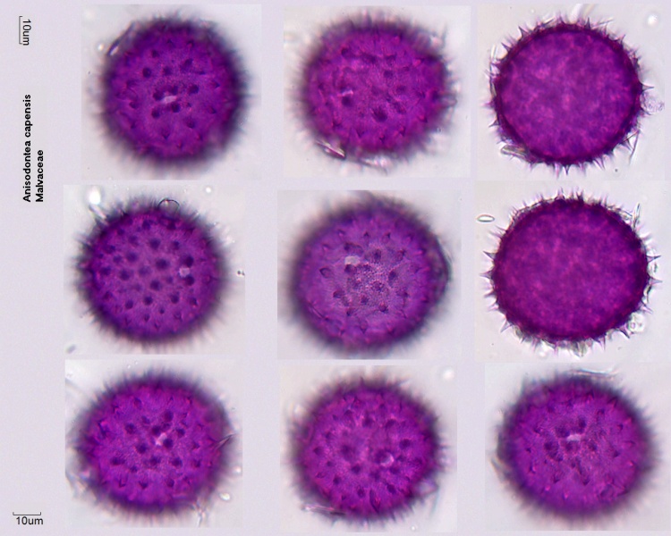 Pollen von Anisodontea capensis