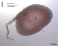 Isabelia pulchella-Pollinium.jpg