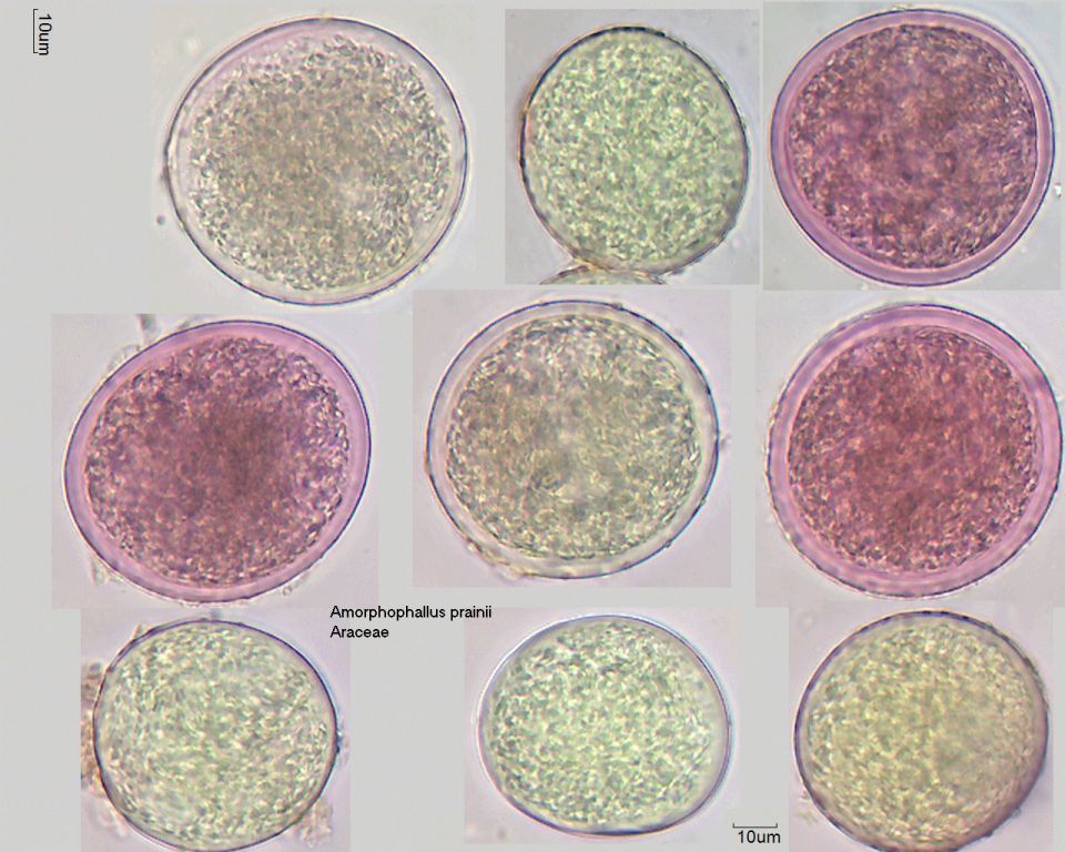 Pollen von Amorphophallus prainii, 18-083