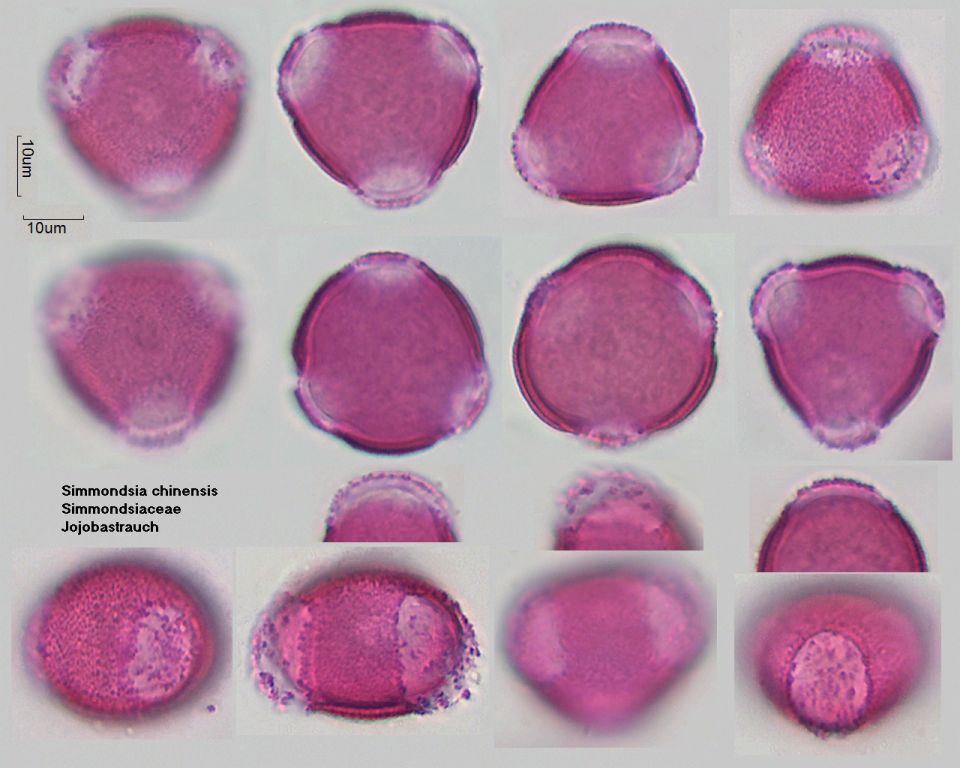 Pollen von Simmondsia chinensis, 16-003