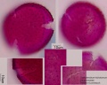Clerodendrum trichomotum (1).jpg