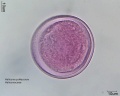Heliconia psittacorum (1).jpg